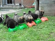 Übersichtsbild der Kategorie Welpenaufzucht I-Wurf 2012