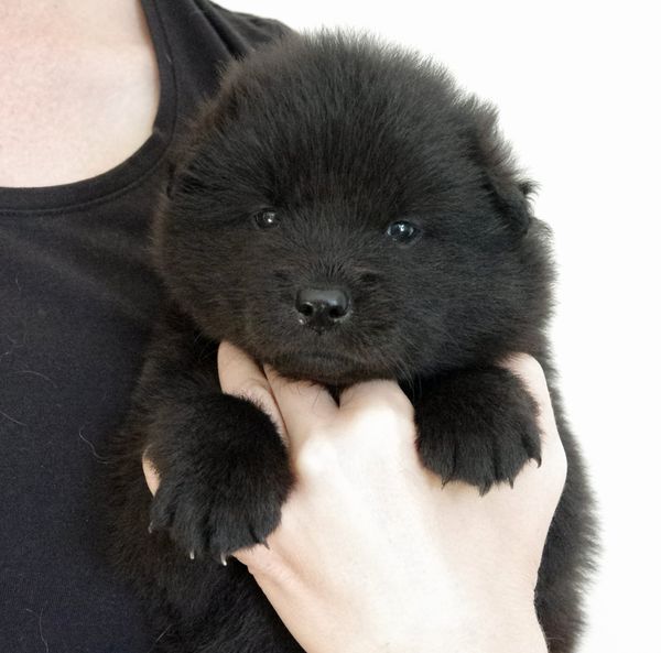 Koda