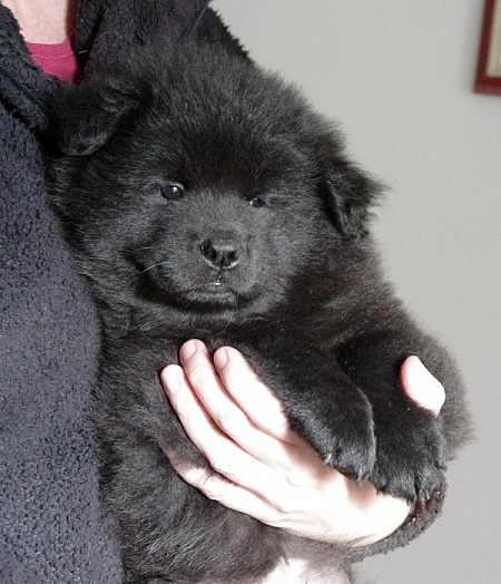 Koda