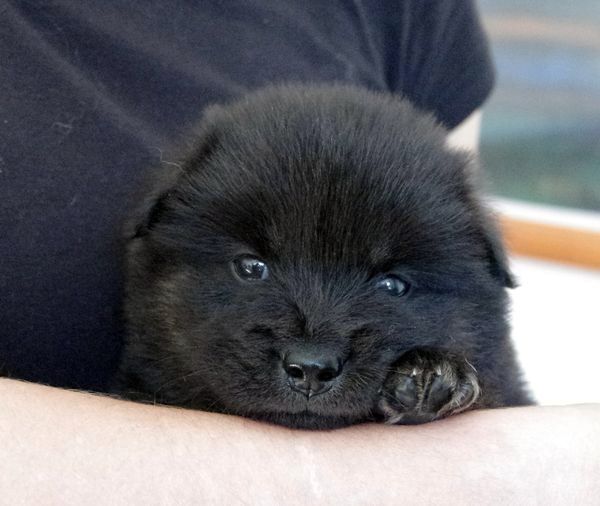 Kosmo 