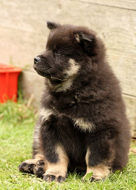 Kosmo