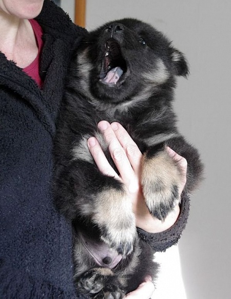 Kosmo