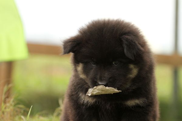Kosmo