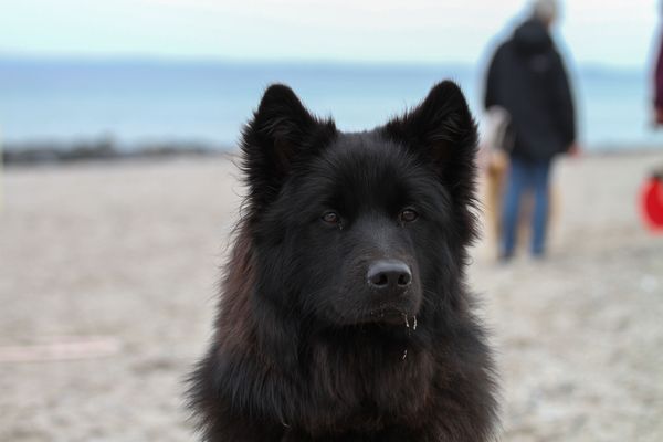 Liva