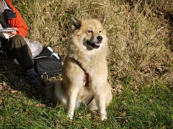 Dina