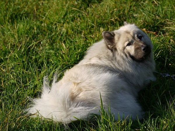 Yelly
