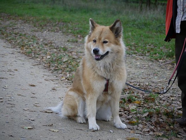 Dina
