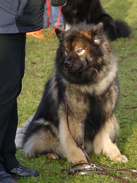 Frodo