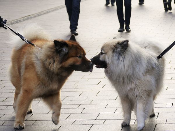Fenris knutscht mit Yelly