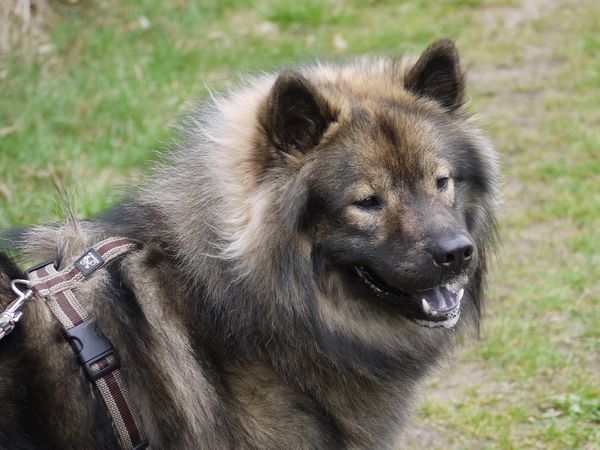 Tajo aus Rendsburg