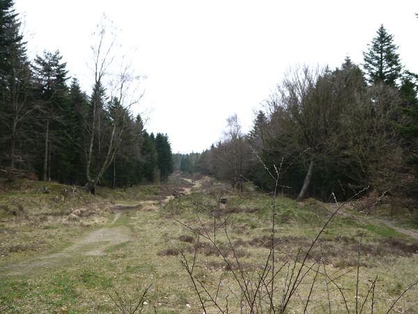 Die Heide - noch im Winterschlaf