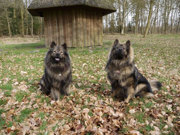 Tajo und Sohn Lima