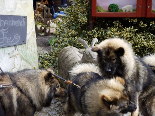 Leni, Lenya und Tajo
