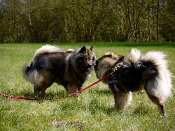 Tajo und Fenny