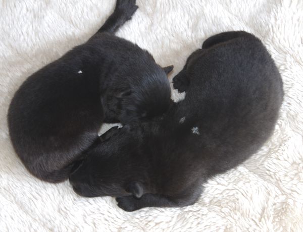 Kosmo und Koda