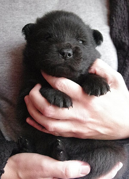 Koda