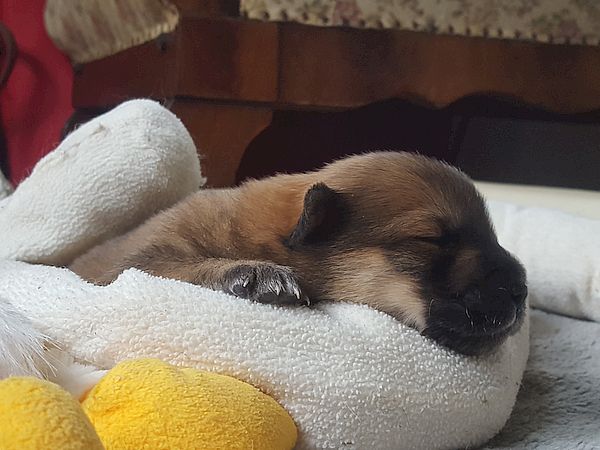 Odin