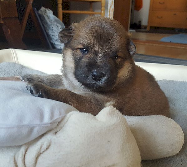Odin