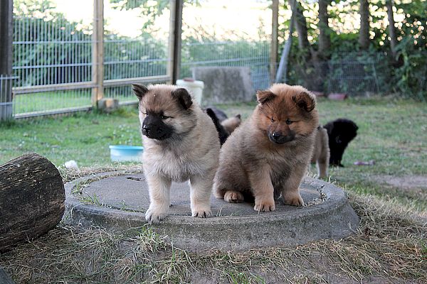Nayeli und Nanuk