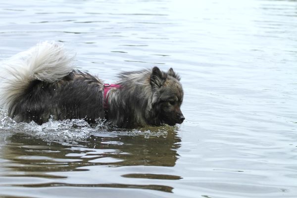 Nala mag das auch!