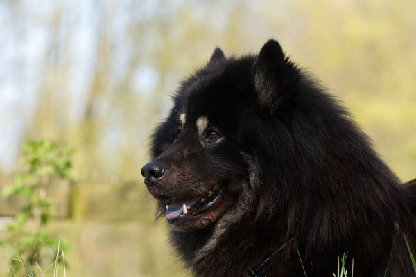 Samu