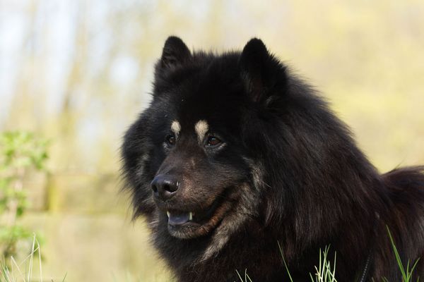 Samu