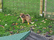Odin