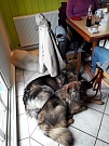 Wie begossene Pudel