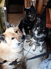 Das Trio vom Arenholzer See