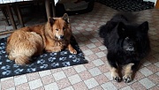 Stella und Cuba