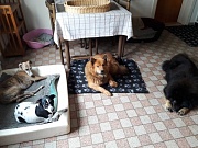 Ginger, Bille, Stella und Cuba