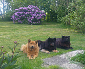 Unsere drei Eurasier-Mädels