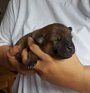 Nanuk