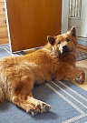 Stella ist ermattet.