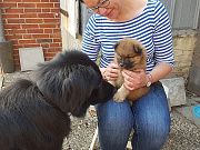 Lucky meets Nuko