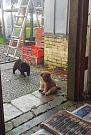 Blue und Odin