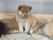 Osa