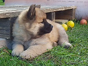 Nayeli
