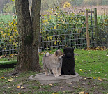 Nelly und Blue