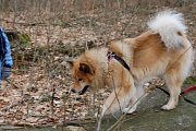 Dina