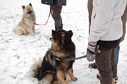 Yelly und Frodo
