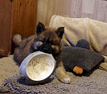 Carlos
