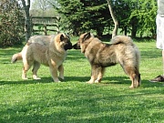 Newa und Maxi