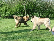 Maxi und Wotan