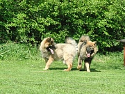 Wotan und Maxi