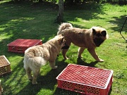 Newa und Leo