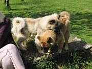 Gandhi und Newa