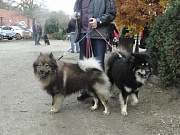 Asco und Amigo