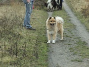 Laima 