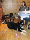 Amigo, Asco, Fenny und Laima